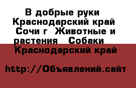 В добрые руки - Краснодарский край, Сочи г. Животные и растения » Собаки   . Краснодарский край